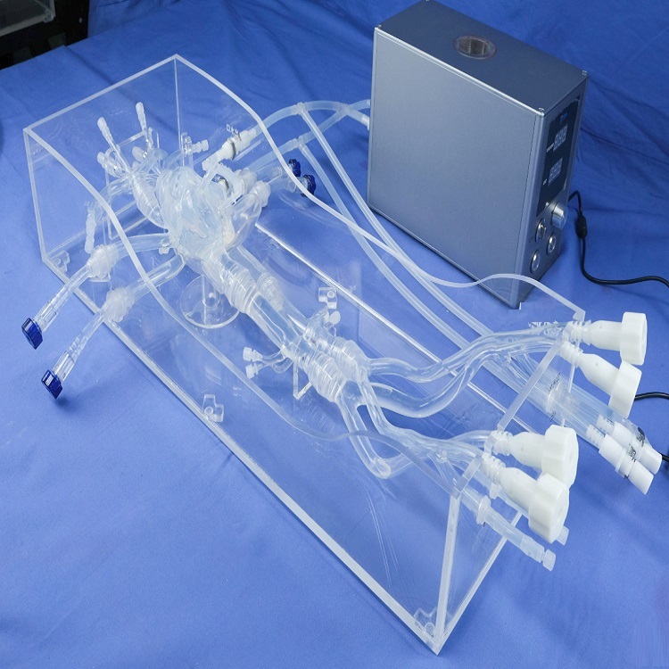 結構性心臟模型